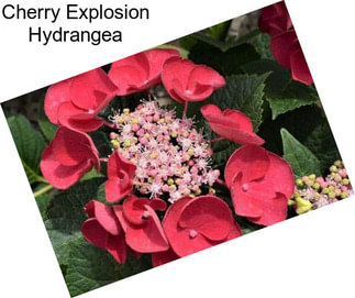 Cherry Explosion Hydrangea