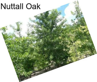 Nuttall Oak