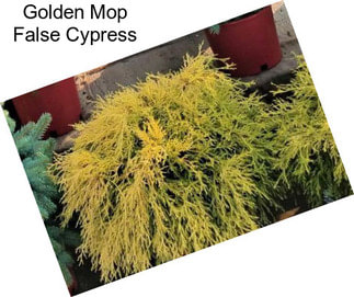 Golden Mop False Cypress