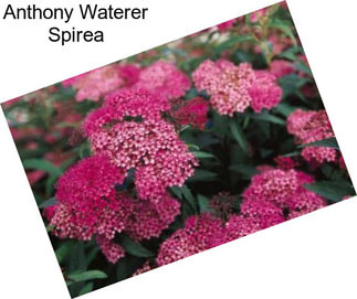 Anthony Waterer Spirea