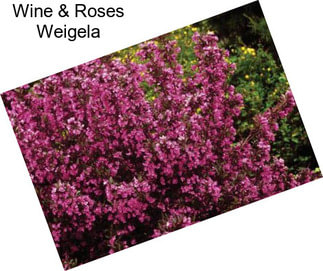 Wine & Roses Weigela