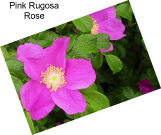 Pink Rugosa Rose