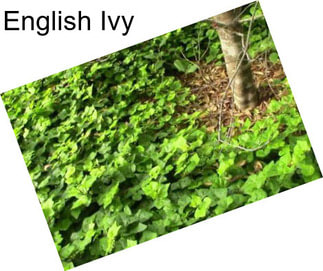 English Ivy