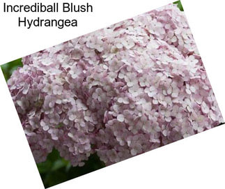 Incrediball Blush Hydrangea