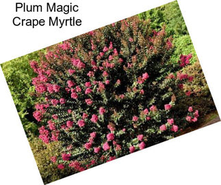 Plum Magic Crape Myrtle