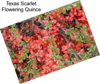 Texas Scarlet Flowering Quince