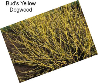 Bud\'s Yellow Dogwood