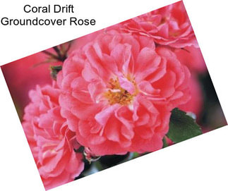 Coral Drift Groundcover Rose