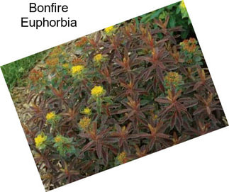 Bonfire Euphorbia