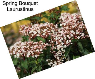 Spring Bouquet Laurustinus