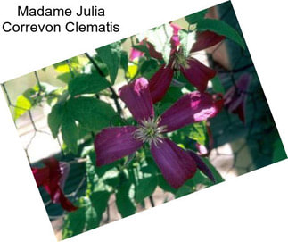 Madame Julia Correvon Clematis