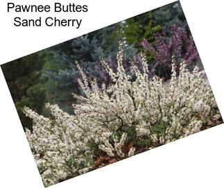 Pawnee Buttes Sand Cherry