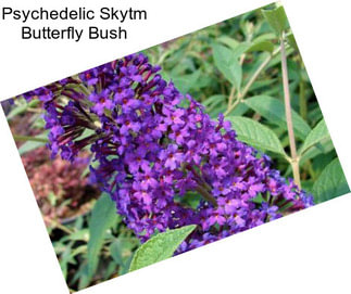 Psychedelic Skytm Butterfly Bush