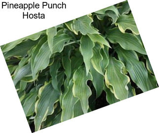 Pineapple Punch Hosta