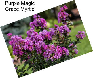 Purple Magic Crape Myrtle