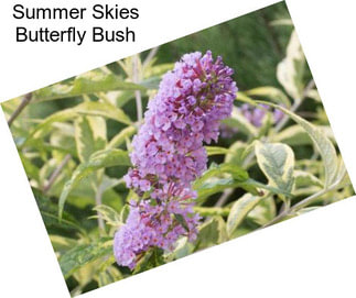 Summer Skies Butterfly Bush