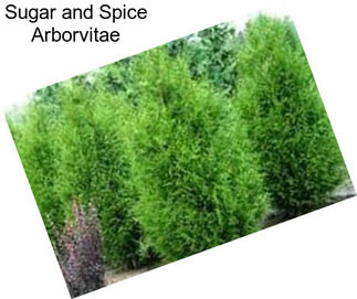 Sugar and Spice Arborvitae