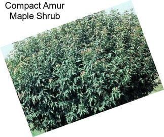 Compact Amur Maple Shrub