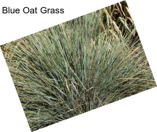 Blue Oat Grass