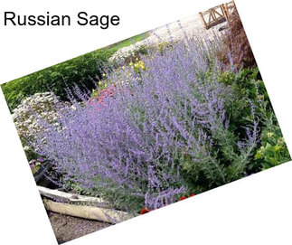 Russian Sage