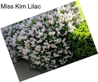 Miss Kim Lilac