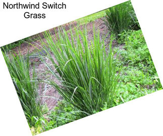 Northwind Switch Grass