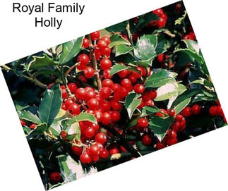 Royal Family Holly