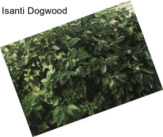 Isanti Dogwood