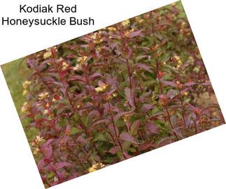 Kodiak Red Honeysuckle Bush