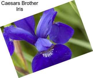 Caesars Brother Iris