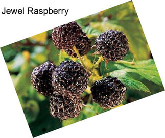 Jewel Raspberry
