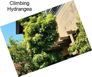 Climbing Hydrangea