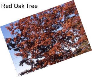 Red Oak Tree