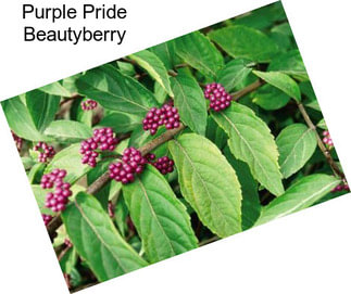 Purple Pride Beautyberry