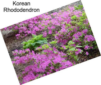 Korean Rhododendron