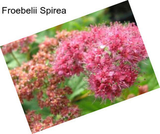 Froebelii Spirea