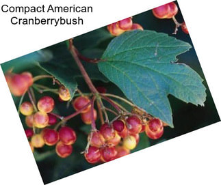 Compact American Cranberrybush