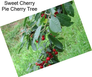 Sweet Cherry Pie Cherry Tree