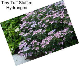 Tiny Tuff Stufftm Hydrangea