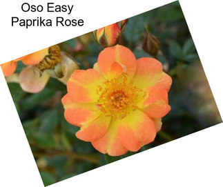 Oso Easy Paprika Rose