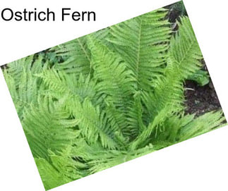 Ostrich Fern