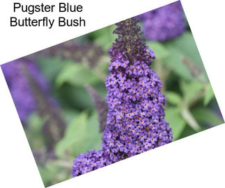 Pugster Blue Butterfly Bush