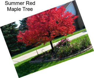 Summer Red Maple Tree