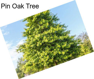 Pin Oak Tree