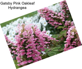 Gatsby Pink Oakleaf Hydrangea