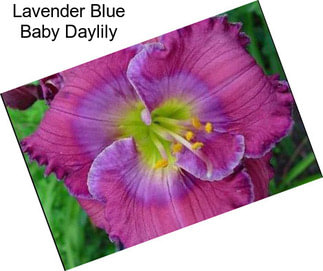 Lavender Blue Baby Daylily