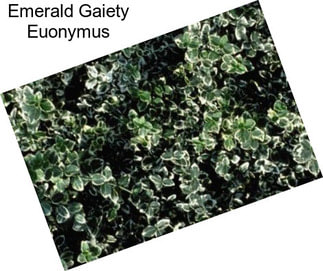 Emerald Gaiety Euonymus