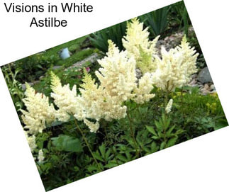 Visions in White Astilbe