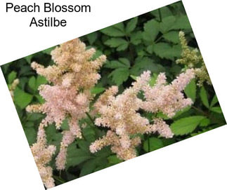 Peach Blossom Astilbe