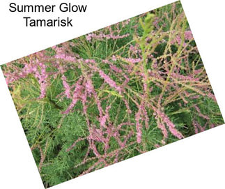 Summer Glow Tamarisk
